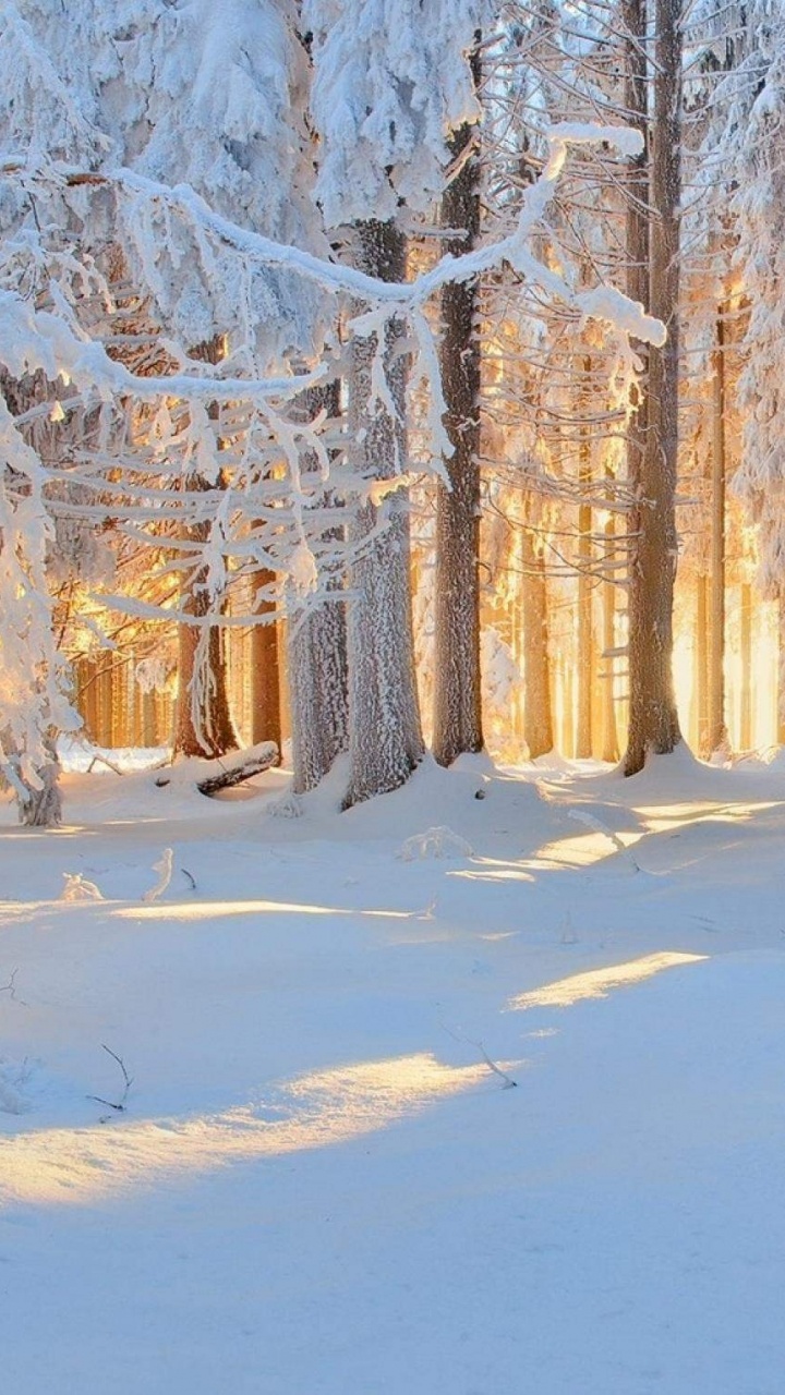 Arbres Bruns Couverts de Neige Pendant la Journée. Wallpaper in 720x1280 Resolution