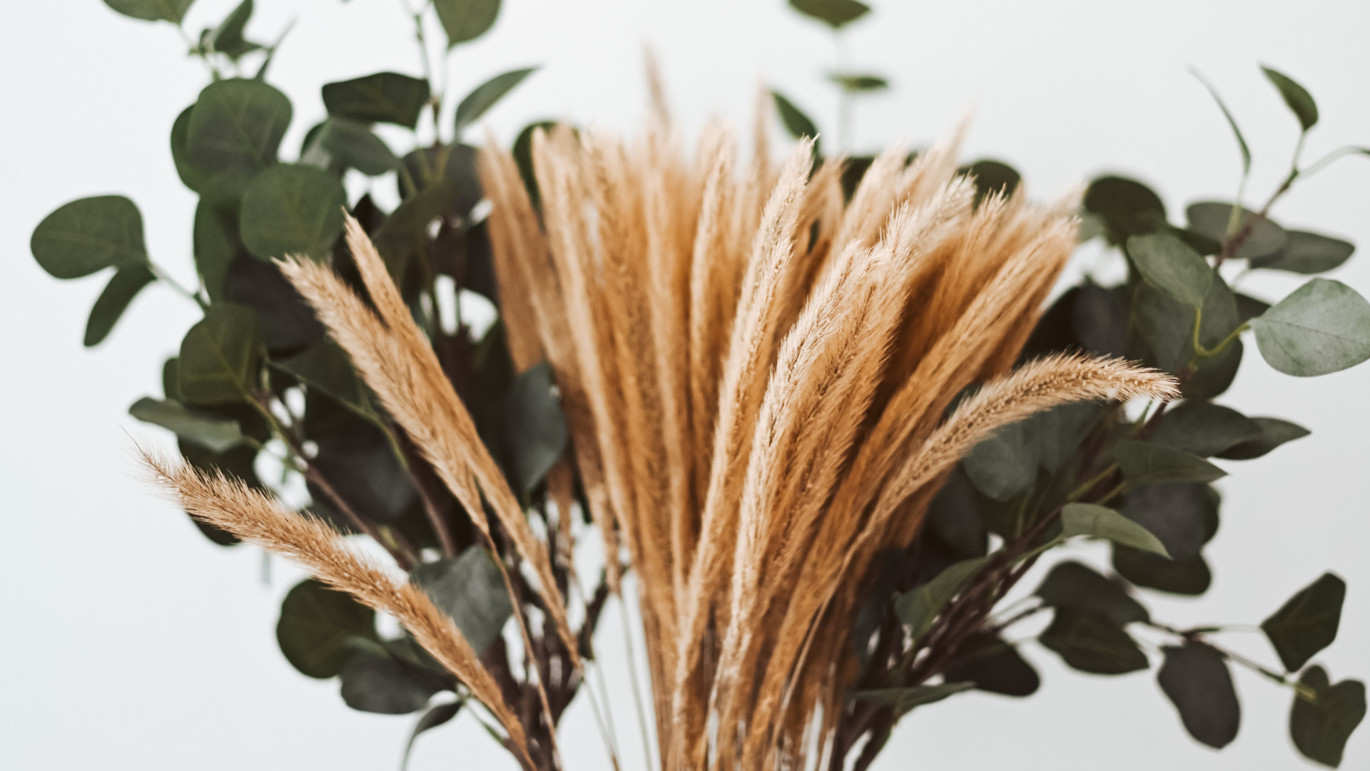 Brown and Green Plant on Brown Wicker Pot. Wallpaper in 1920x1080 Resolution