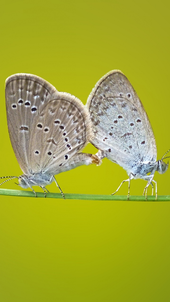 昆虫, 飞蛾和蝴蝶, Lycaenid, 性质 壁纸 720x1280 允许