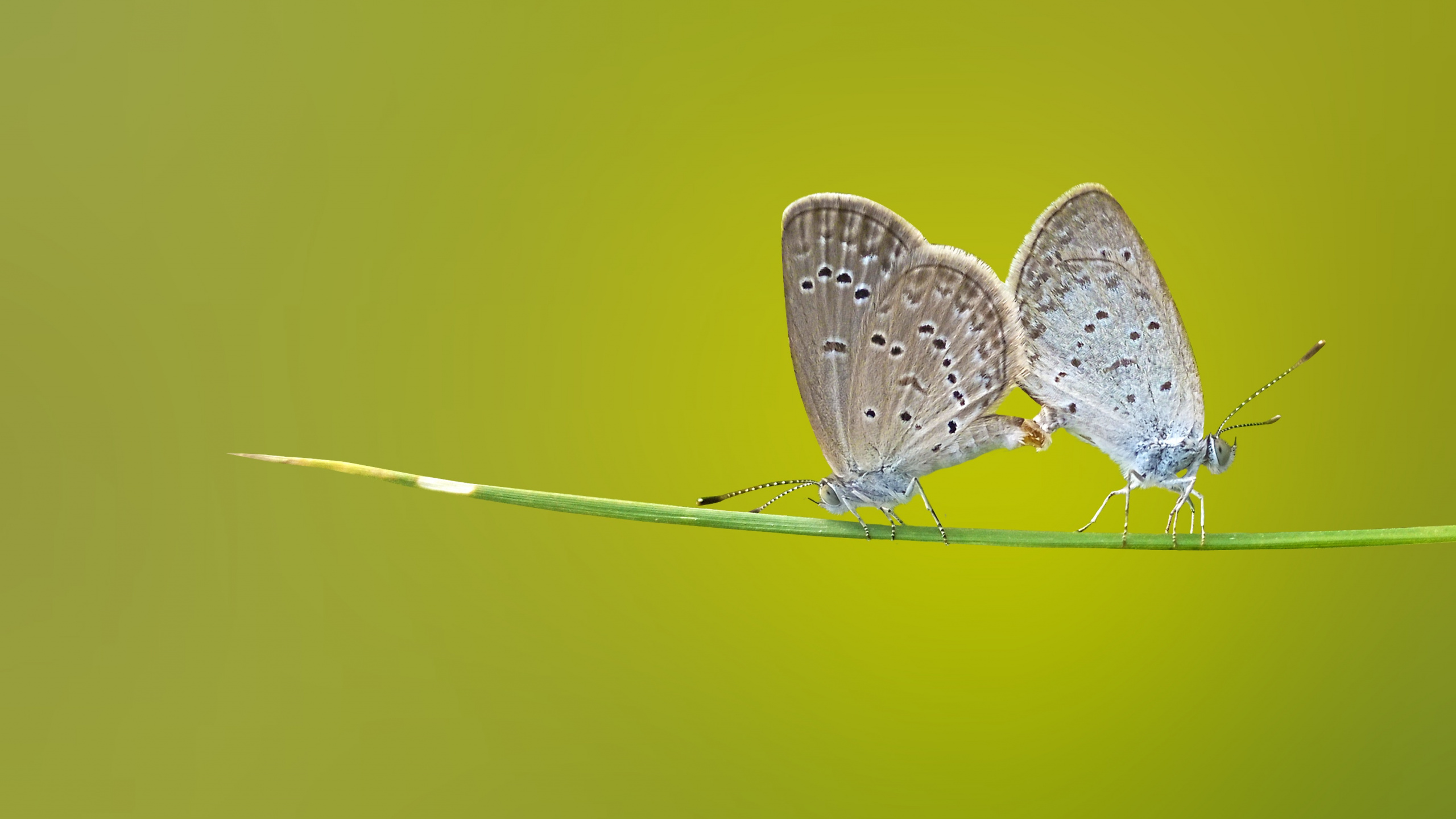 Papillon Blanc et Marron Sur Fond Vert. Wallpaper in 2560x1440 Resolution