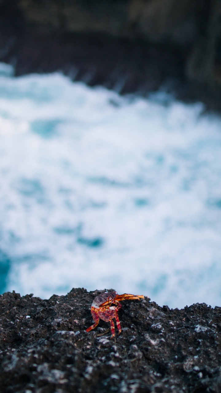 大海, 海洋, 度假, 水道, 海岸 壁纸 720x1280 允许