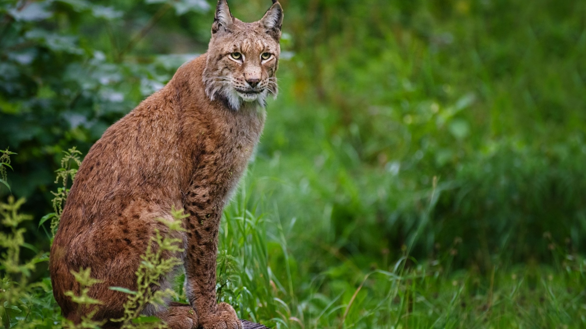 Chat Brun et Noir Sur L'herbe Verte Pendant la Journée. Wallpaper in 1920x1080 Resolution