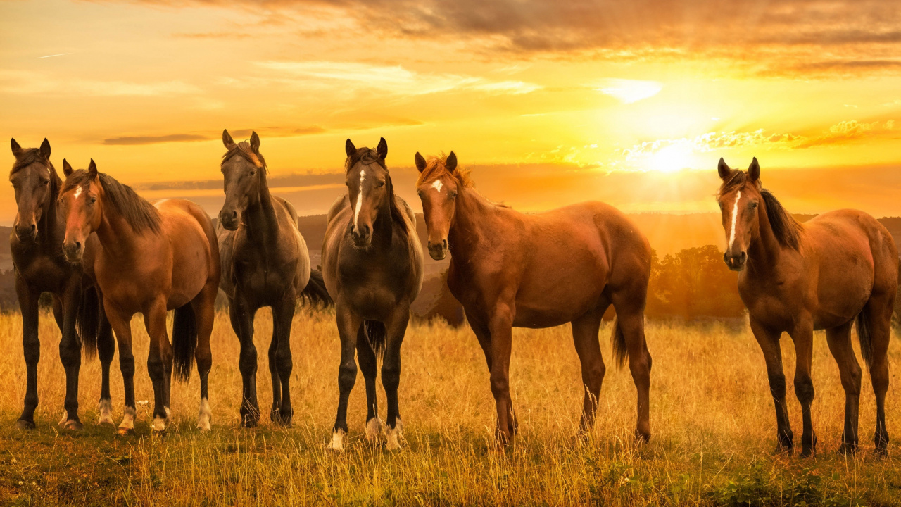 Caballos Corriendo en el Campo de Hierba Verde Durante la Puesta de Sol. Wallpaper in 1280x720 Resolution