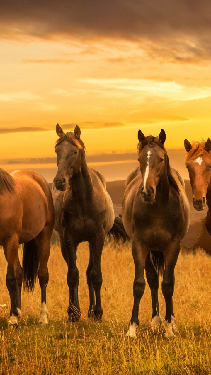 Chevaux Courant Sur le Terrain D'herbe Verte Pendant le Coucher du Soleil. Wallpaper in 720x1280 Resolution