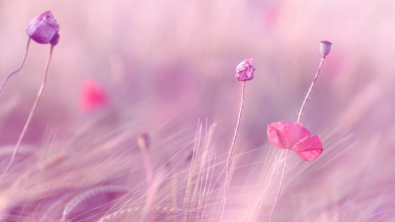Pink Flower in Macro Lens. Wallpaper in 1366x768 Resolution