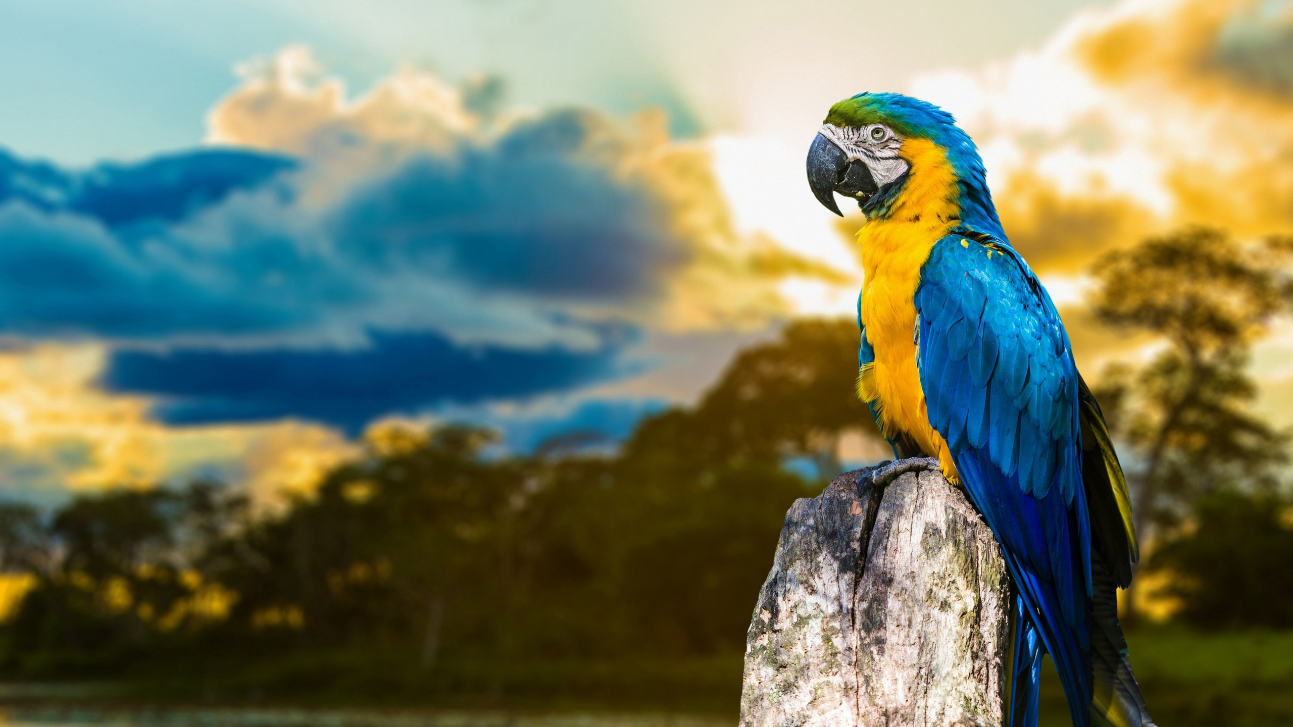 Loro Azul Amarillo y Verde Sobre Roca Gris. Wallpaper in 2560x1440 Resolution