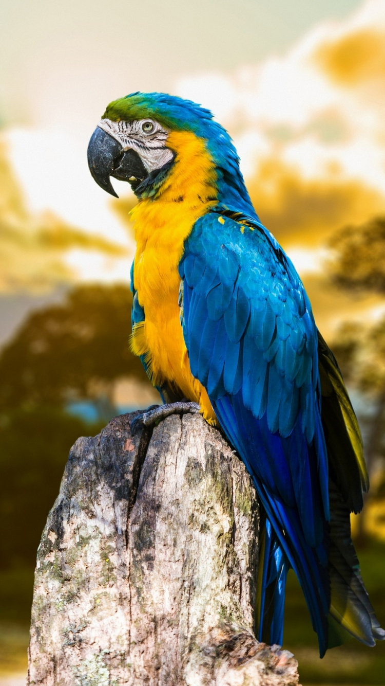 Loro Azul Amarillo y Verde Sobre Roca Gris. Wallpaper in 750x1334 Resolution