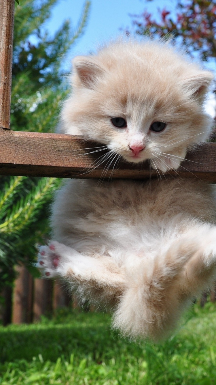 Chaton Blanc Sur Une Clôture en Bois Marron. Wallpaper in 750x1334 Resolution