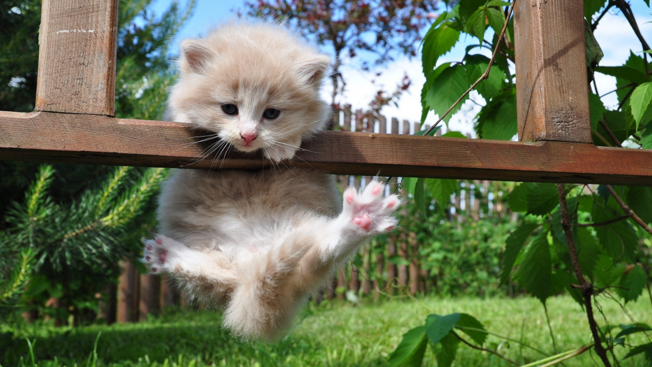 White Kitten on Brown Wooden Fence. Wallpaper in 1280x720 Resolution