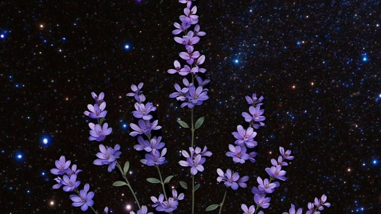 Geissorhiza, Usado, Crear, Blog, Cierre. Wallpaper in 1280x720 Resolution