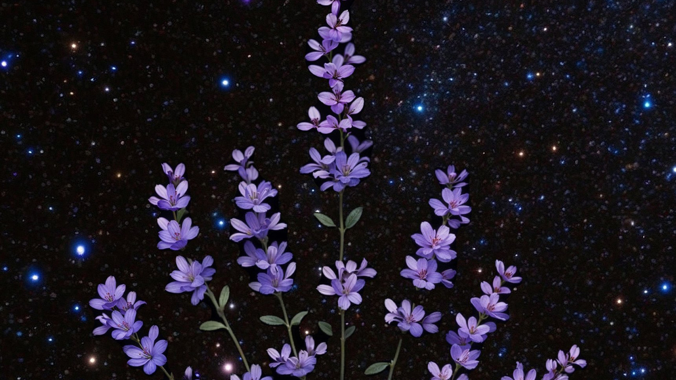 Geissorhiza, Utilisé, Créer, Blog, Idée. Wallpaper in 1366x768 Resolution