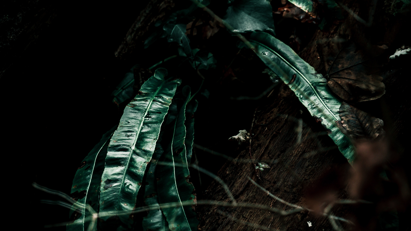Pflanzen, Blatt, Schwarz, Gr, Feder. Wallpaper in 1366x768 Resolution