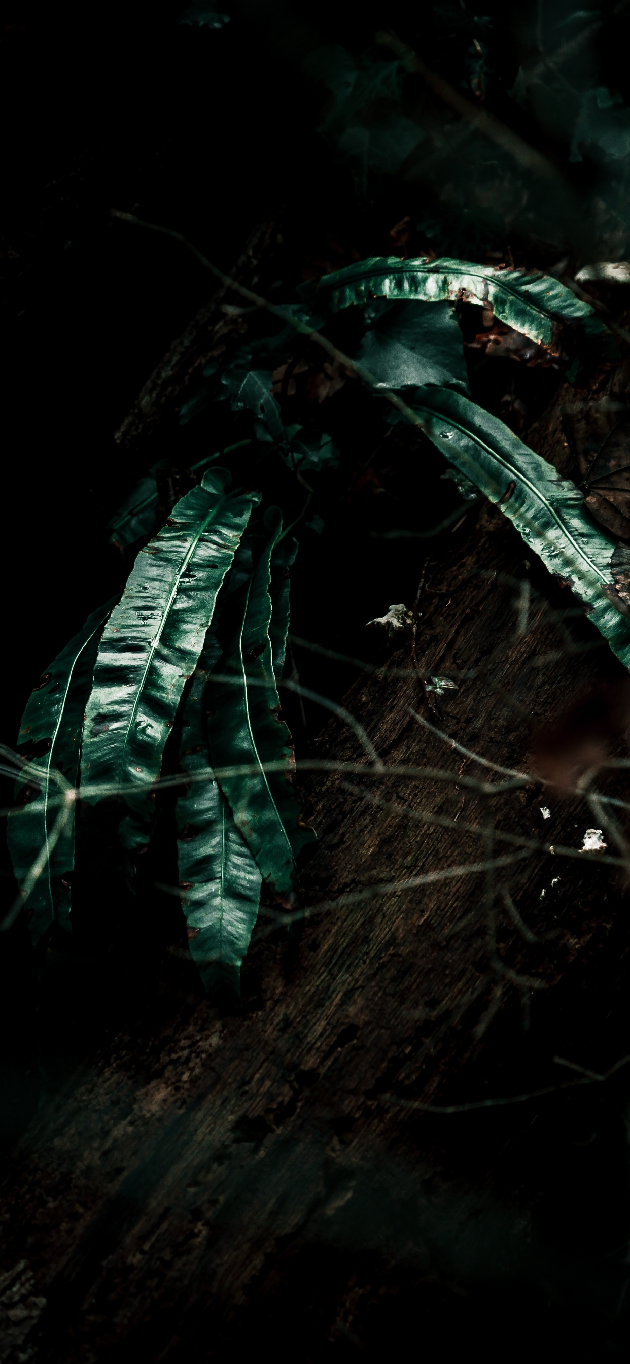 Plants, Leaf, Black, Darkness, Green. Wallpaper in 1242x2688 Resolution