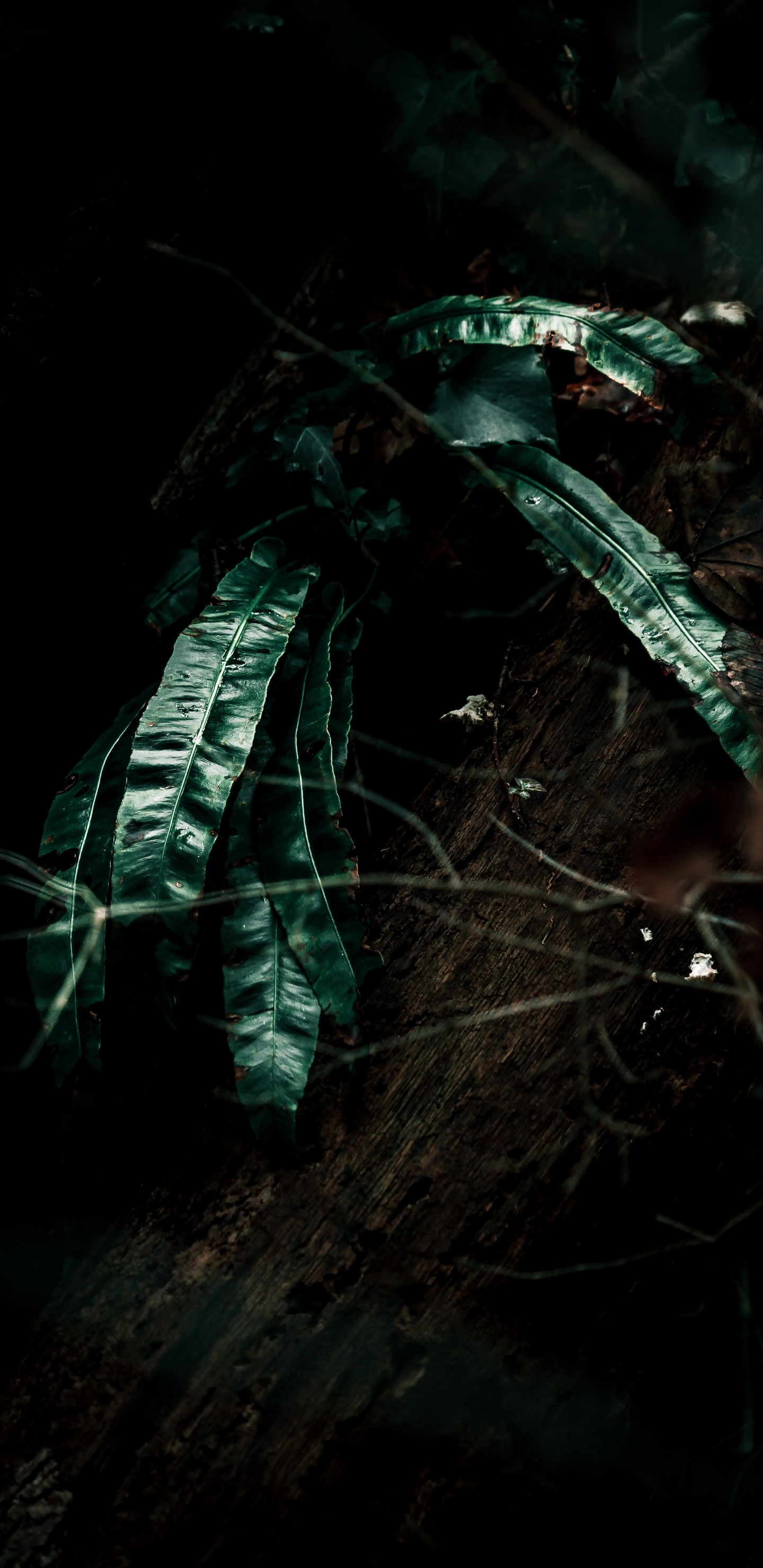 Plants, Leaf, Black, Darkness, Green. Wallpaper in 1440x2960 Resolution