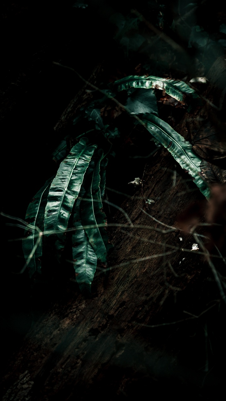 Plante, Feuille, Noir, Obscurité, Green. Wallpaper in 720x1280 Resolution