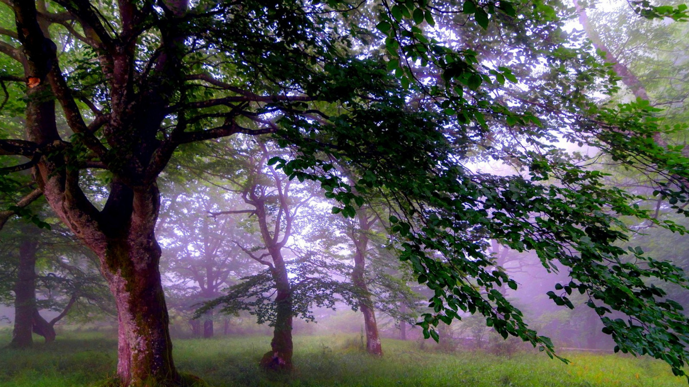 Campo de Hierba Verde Con Árboles Verdes. Wallpaper in 1366x768 Resolution