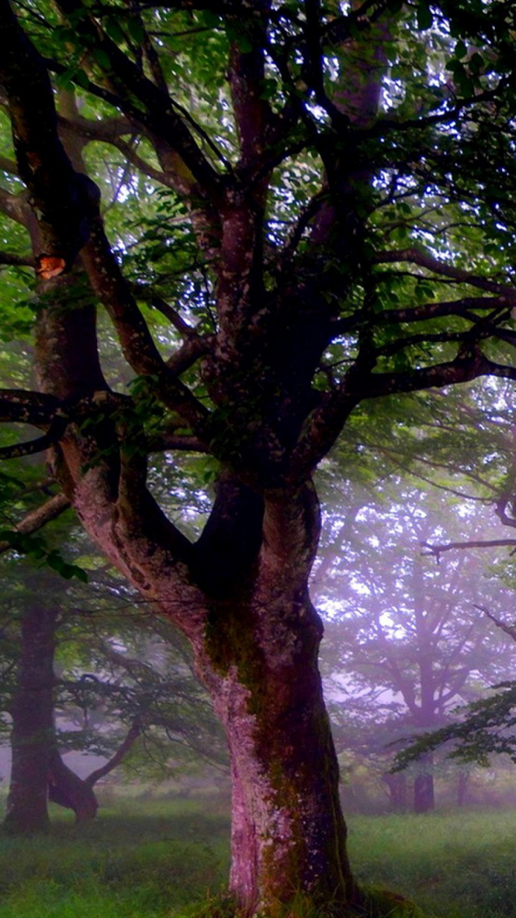 Champ D'herbe Verte Avec Des Arbres Verts. Wallpaper in 750x1334 Resolution