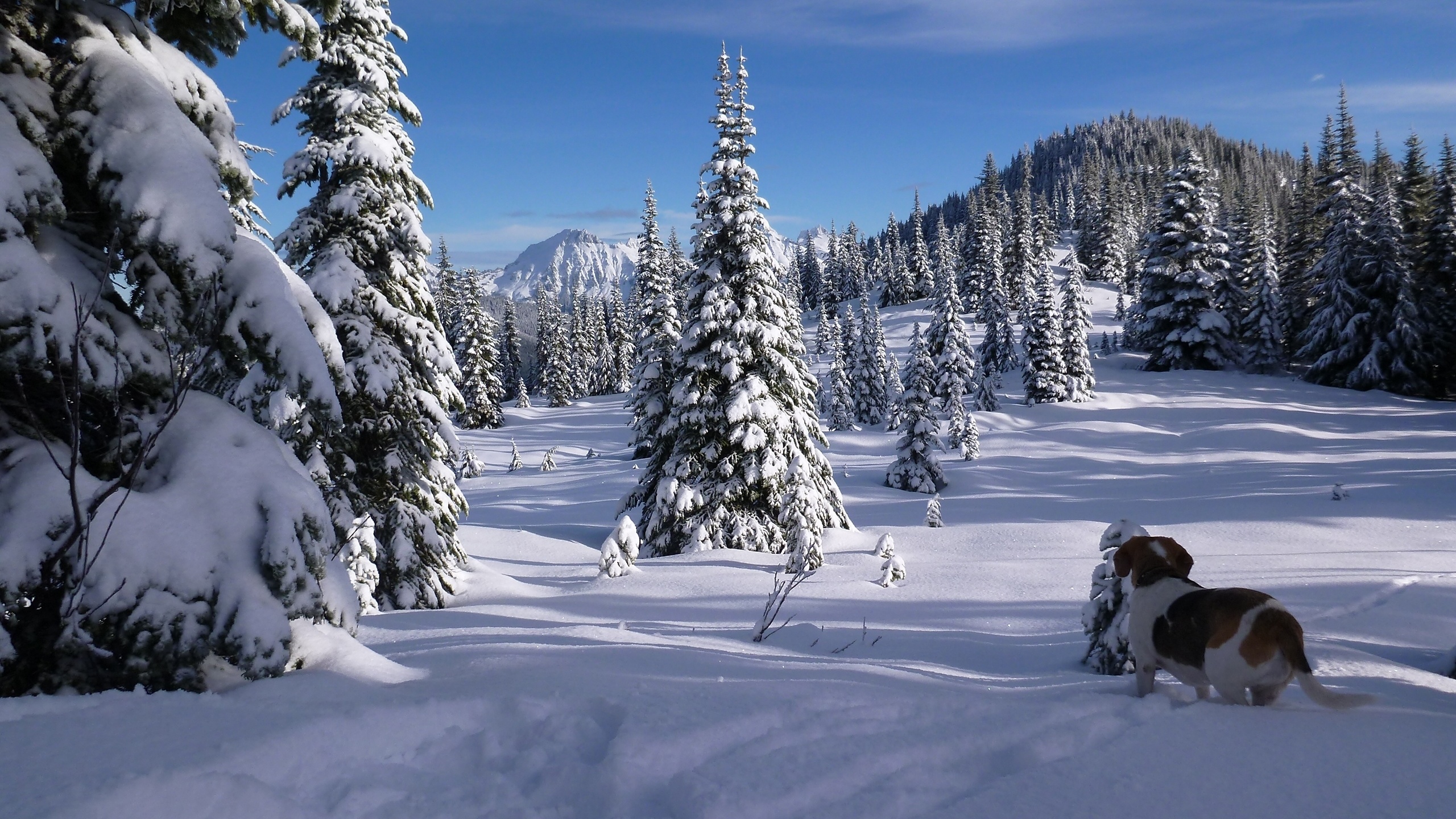 Snow Covered Pine Trees During Daytime. Wallpaper in 2560x1440 Resolution