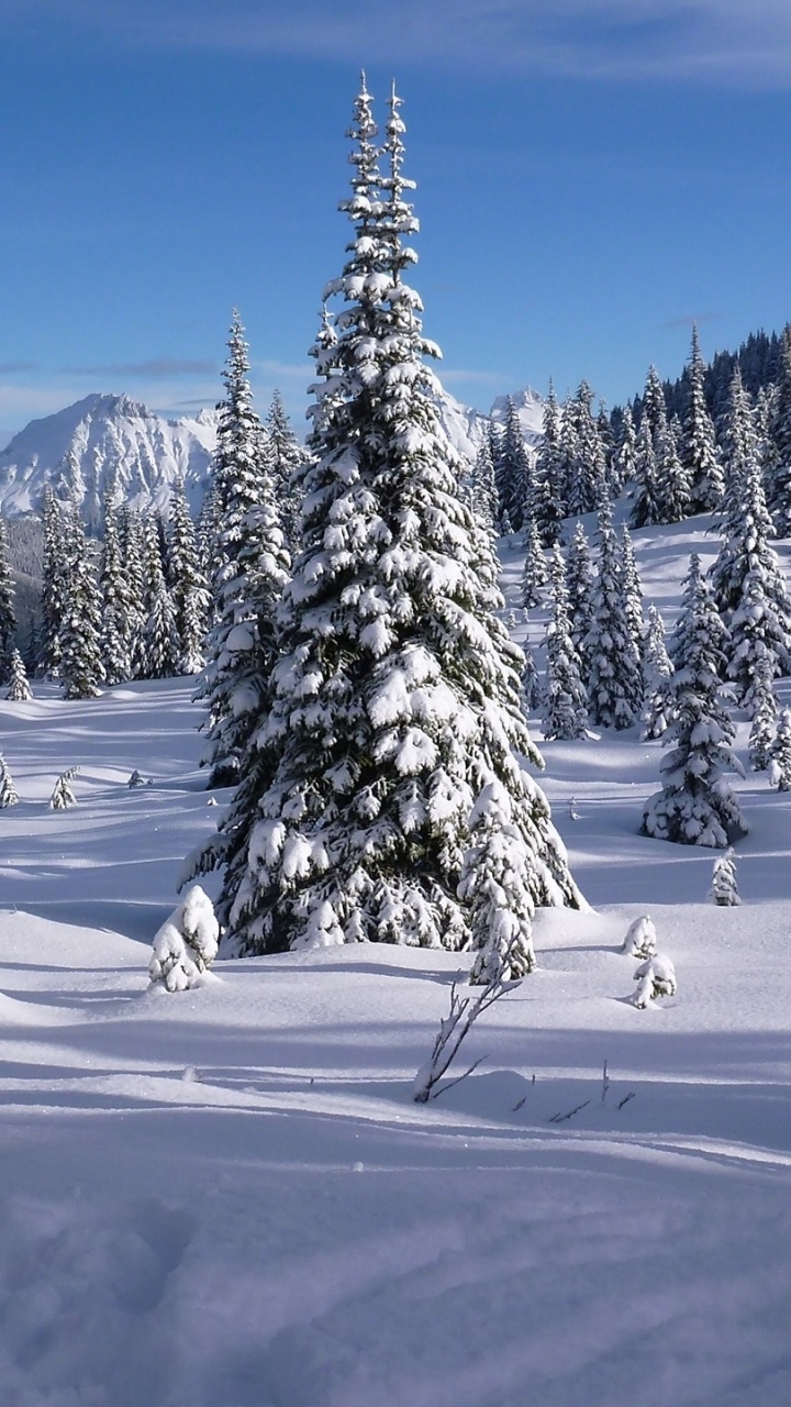 Snow Covered Pine Trees During Daytime. Wallpaper in 720x1280 Resolution