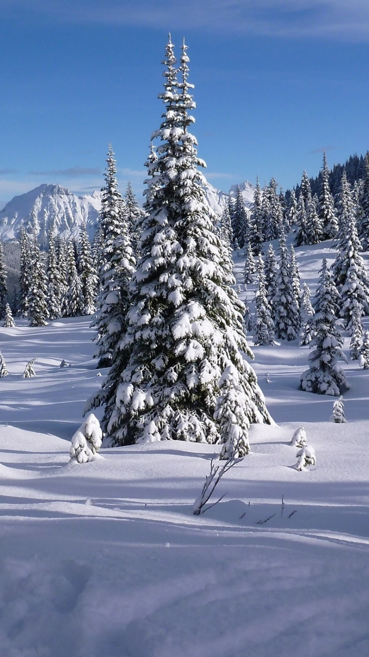 Snow Covered Pine Trees During Daytime. Wallpaper in 750x1334 Resolution