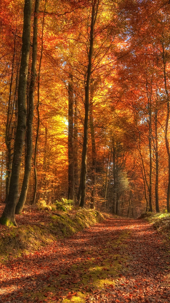 Forêt, Nature, Woodland, Feuilles Caduques, Écosystème. Wallpaper in 720x1280 Resolution