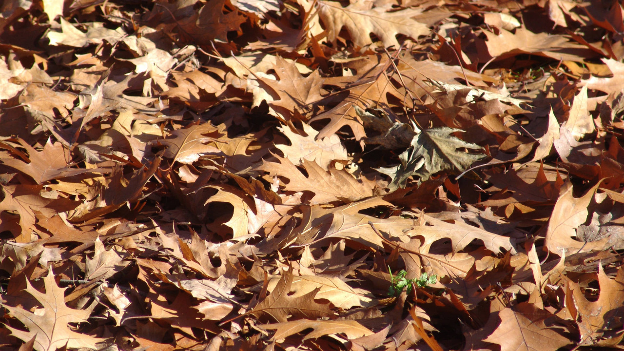 Feuilles Séchées Brunes au Sol. Wallpaper in 1280x720 Resolution