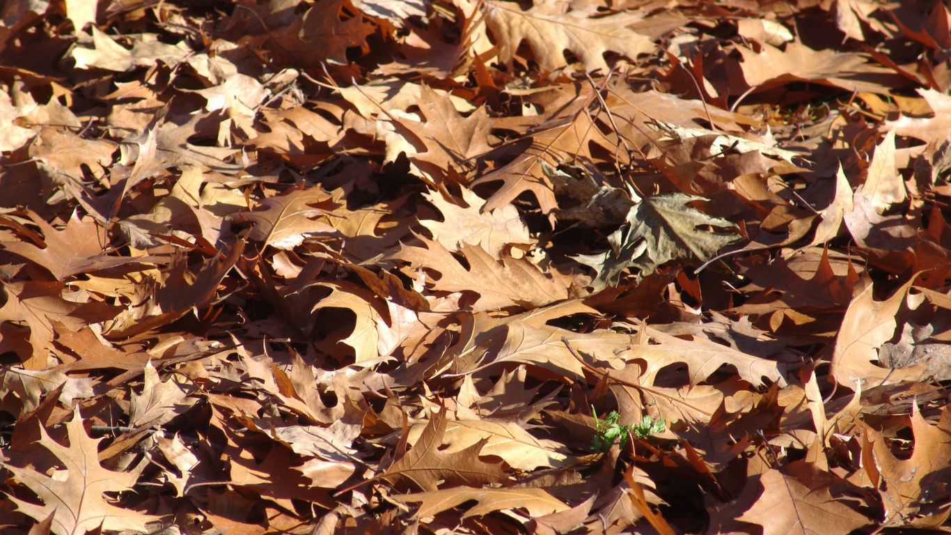 Feuilles Séchées Brunes au Sol. Wallpaper in 1366x768 Resolution