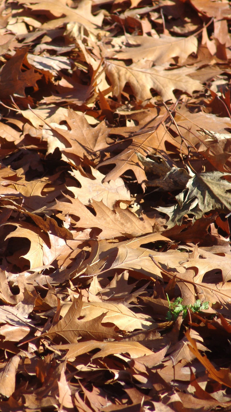 Feuilles Séchées Brunes au Sol. Wallpaper in 750x1334 Resolution