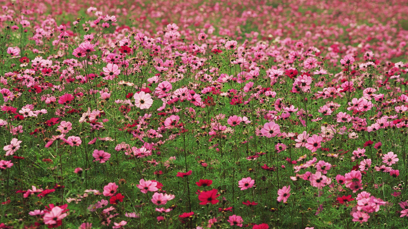Rosa Blumen Auf Der Grünen Wiese Tagsüber. Wallpaper in 1366x768 Resolution