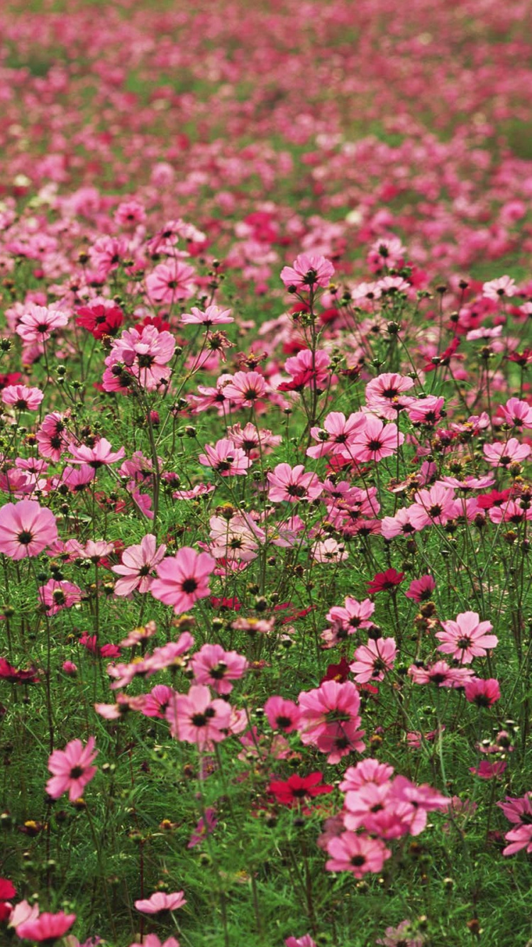 Fleurs Roses Sur Terrain D'herbe Verte Pendant la Journée. Wallpaper in 750x1334 Resolution
