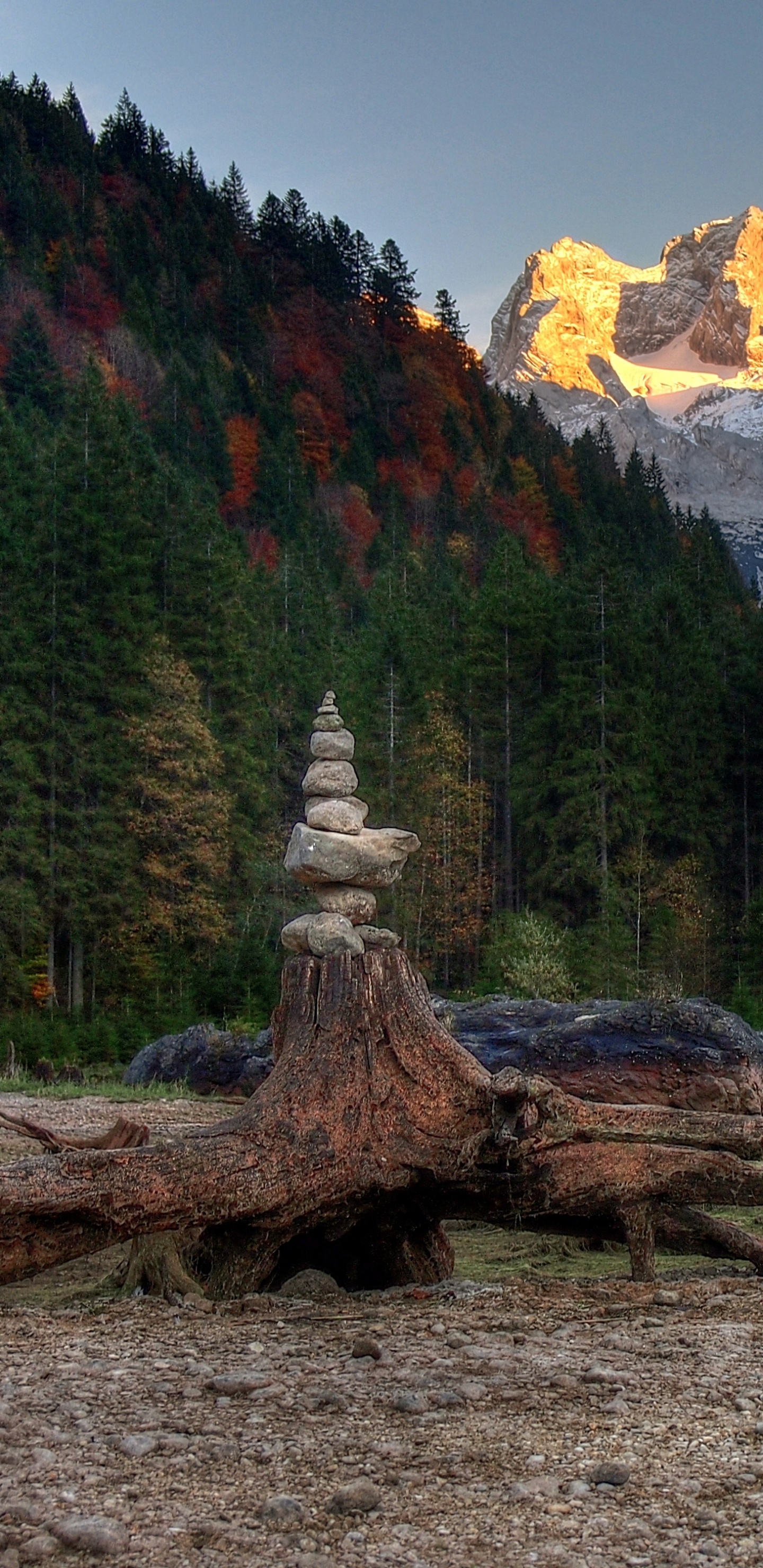 Bûche D'arbre Brun Sur un Sol Brun Près Des Arbres Verts et Bruns et de la Montagne Pendant la Journée. Wallpaper in 1440x2960 Resolution