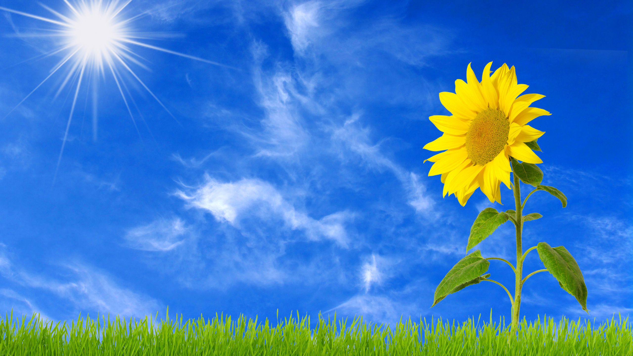 Yellow Flower Under Blue Sky. Wallpaper in 2560x1440 Resolution