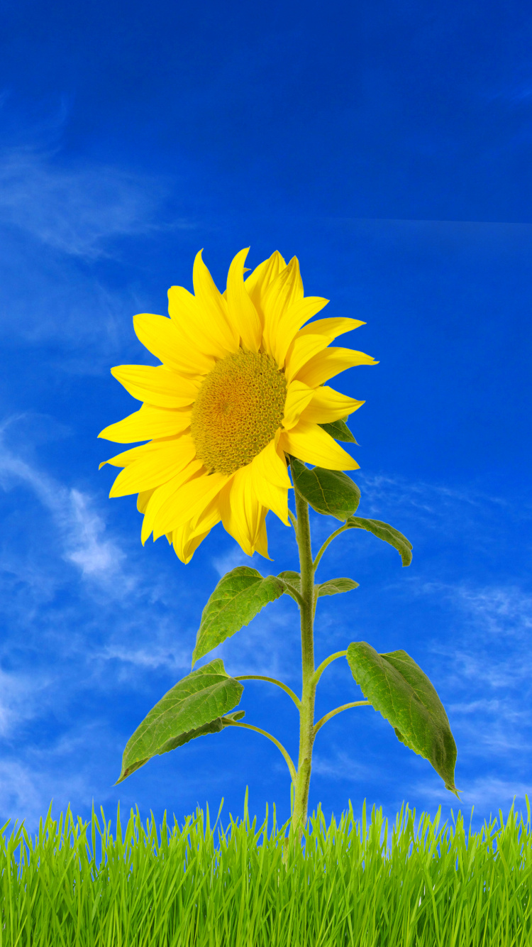 Fleur Jaune Sous Ciel Bleu. Wallpaper in 750x1334 Resolution