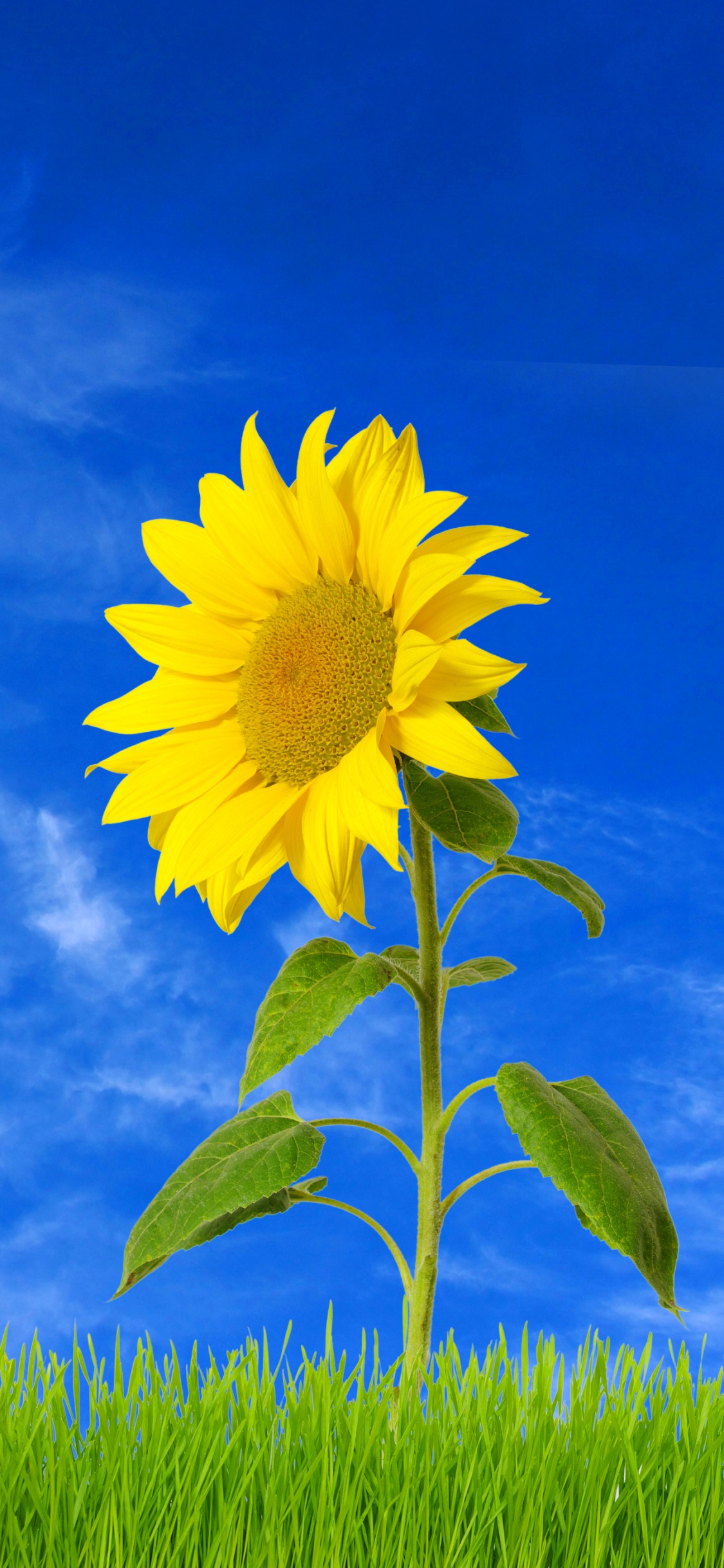 Gelbe Blume Unter Blauem Himmel. Wallpaper in 1125x2436 Resolution