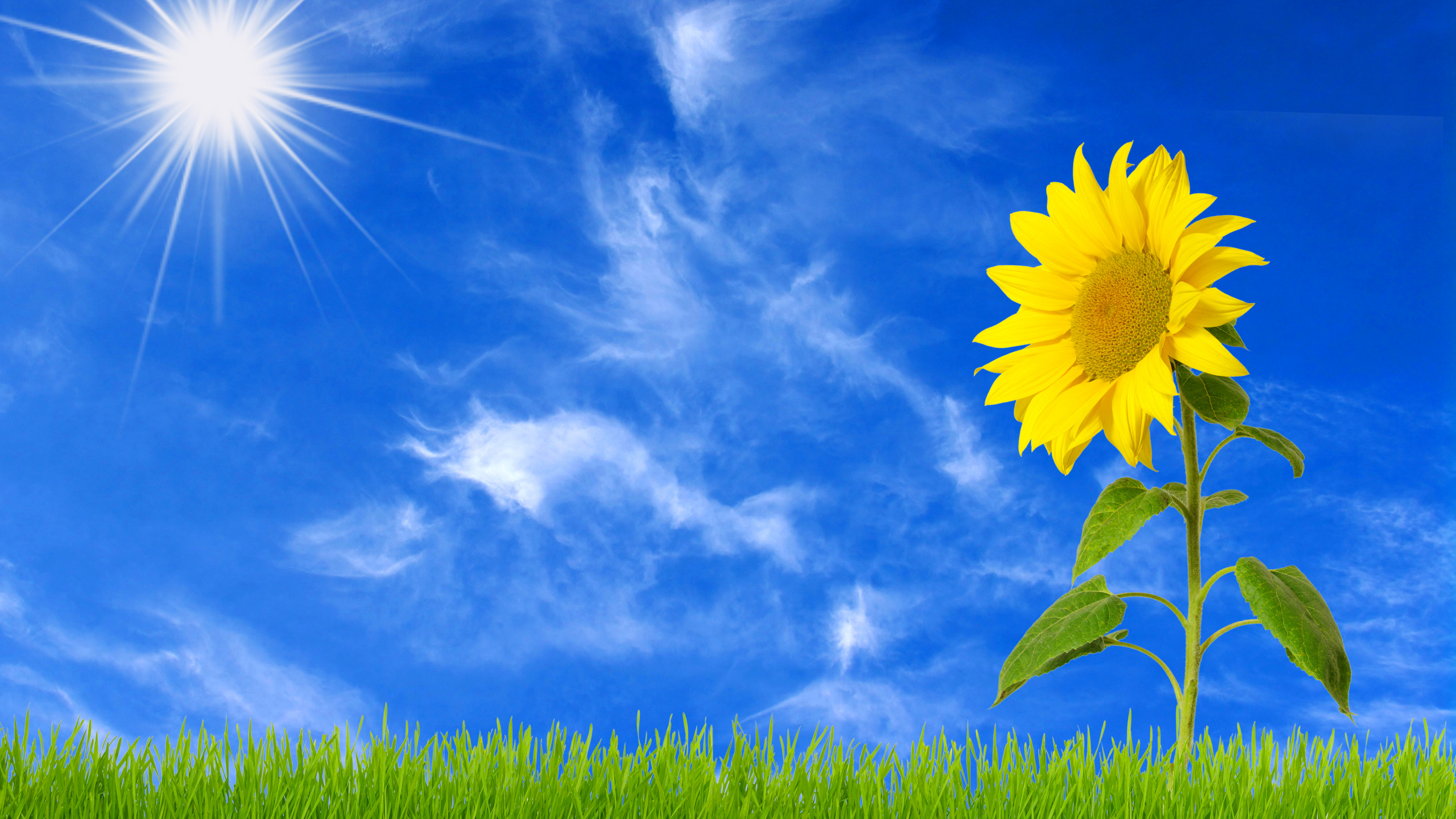 Gelbe Blume Unter Blauem Himmel. Wallpaper in 3840x2160 Resolution