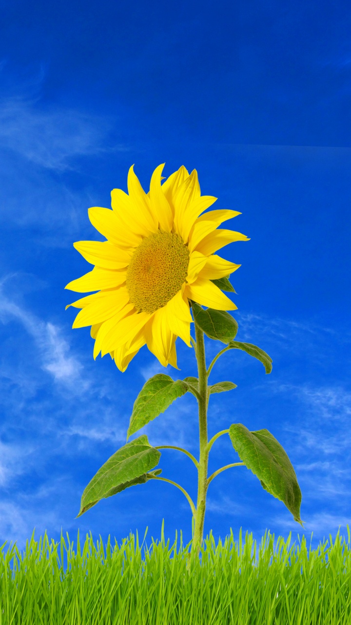Gelbe Blume Unter Blauem Himmel. Wallpaper in 720x1280 Resolution