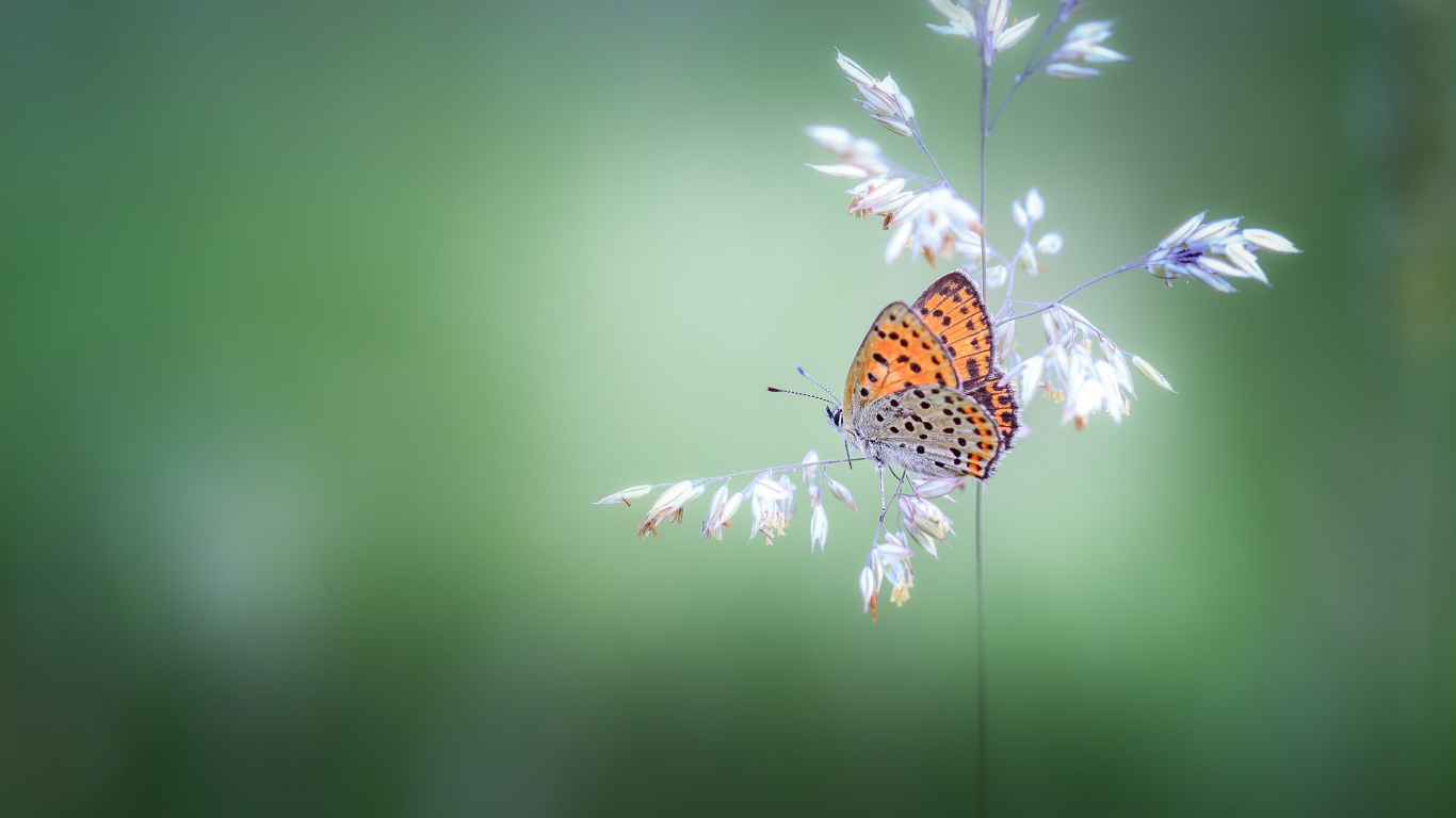 Orange and Black Butterfly Perched on White Flower in Close up Photography During Daytime. Wallpaper in 1366x768 Resolution