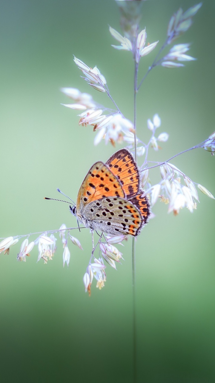 Orange and Black Butterfly Perched on White Flower in Close up Photography During Daytime. Wallpaper in 720x1280 Resolution