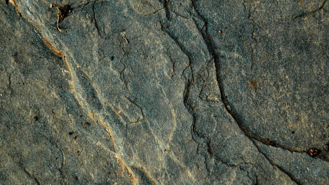 Insecte Brun et Noir Sur Sable Gris. Wallpaper in 1366x768 Resolution