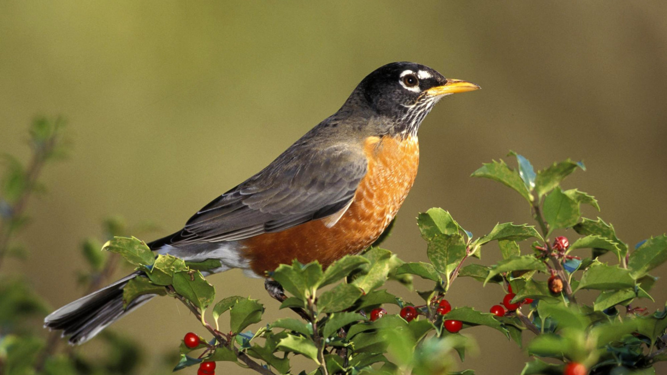 Black and Brown Bird on Green Tree Branch During Daytime. Wallpaper in 1366x768 Resolution