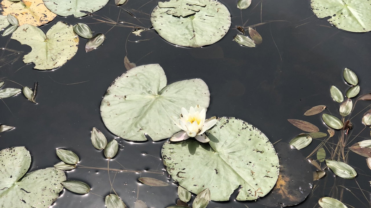 Water, Leaf, Biology, Science, Plants. Wallpaper in 1280x720 Resolution