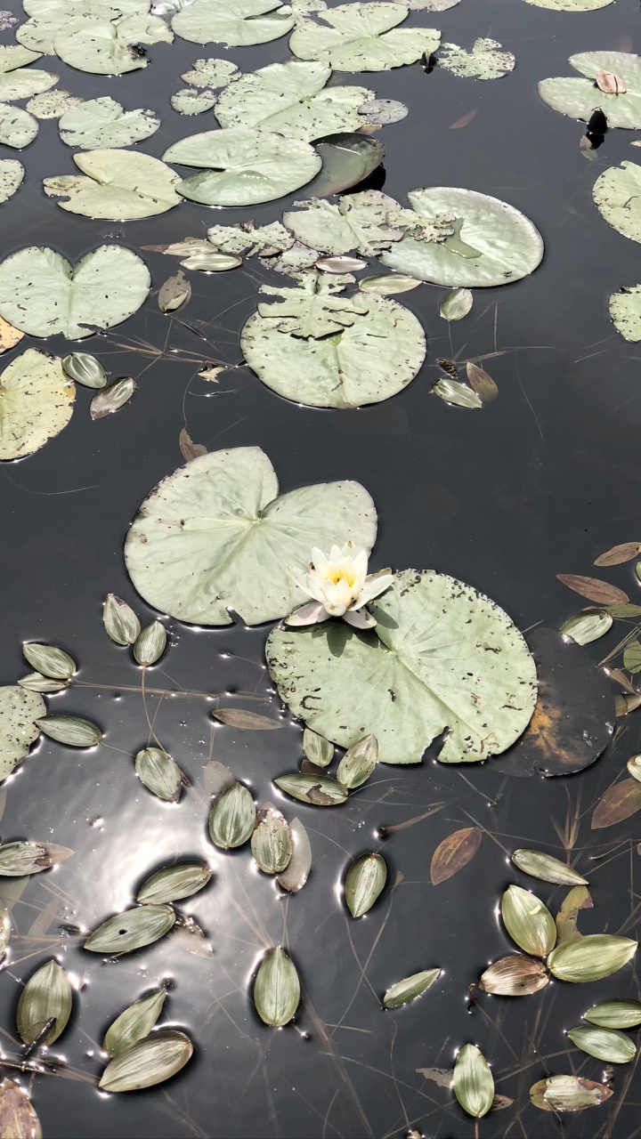 Water, Leaf, Biology, Science, Plants. Wallpaper in 720x1280 Resolution