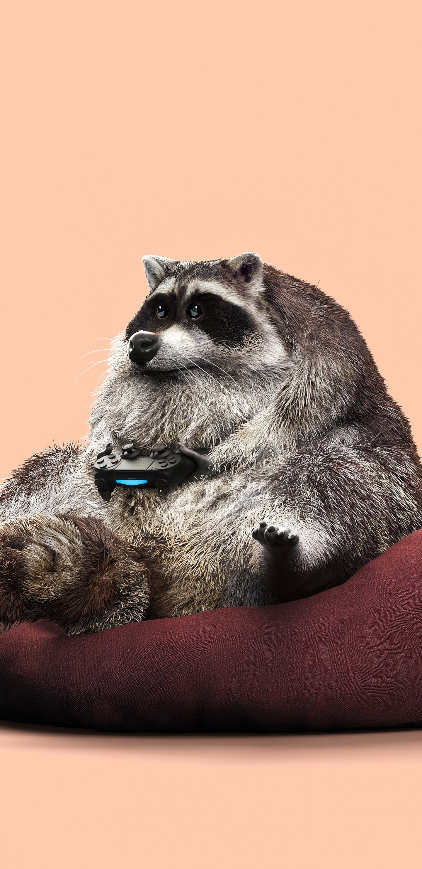 Gray and White Long Coated Small Sized Dog on Red Cushion. Wallpaper in 1440x2960 Resolution