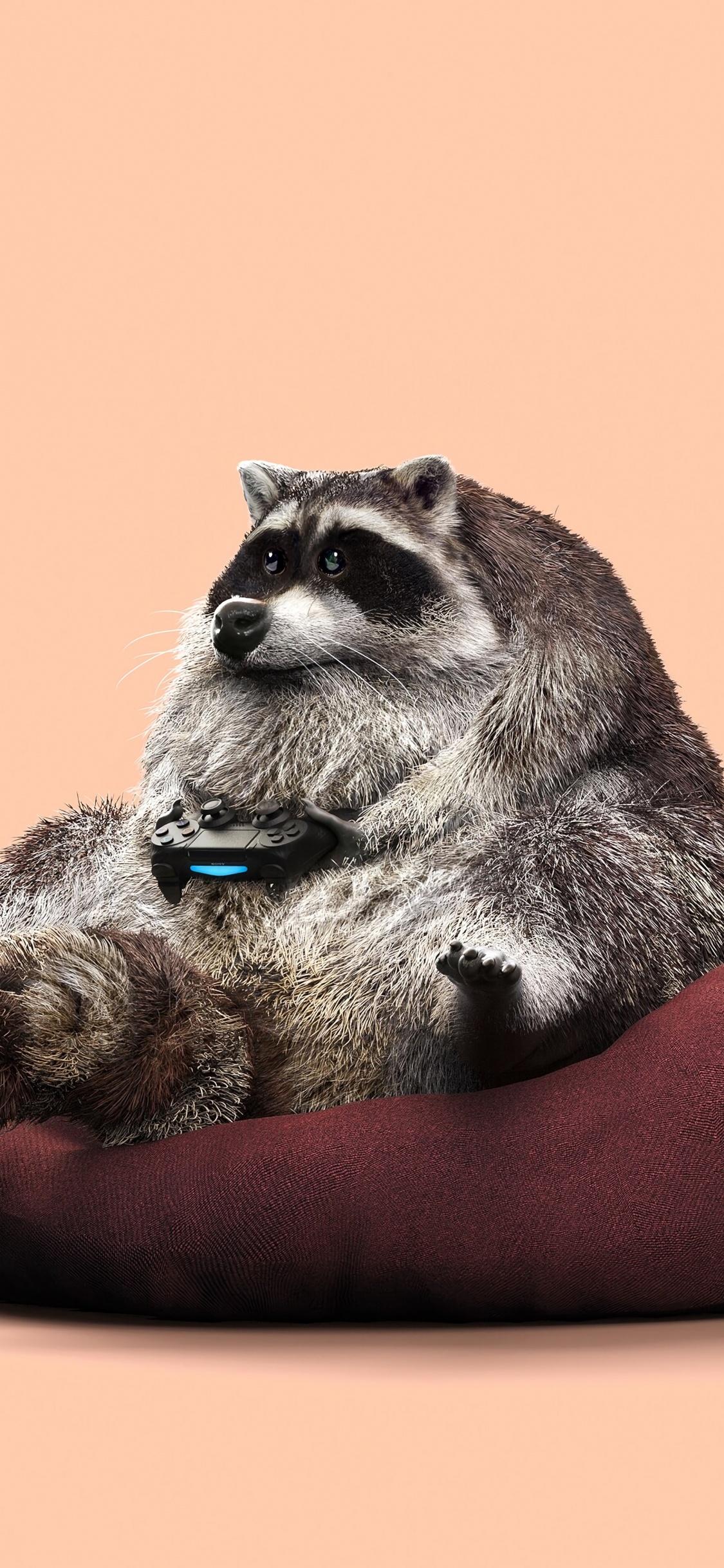 Chien de Petite Taille à Poil Long Gris et Blanc Sur Coussin Rouge. Wallpaper in 1125x2436 Resolution