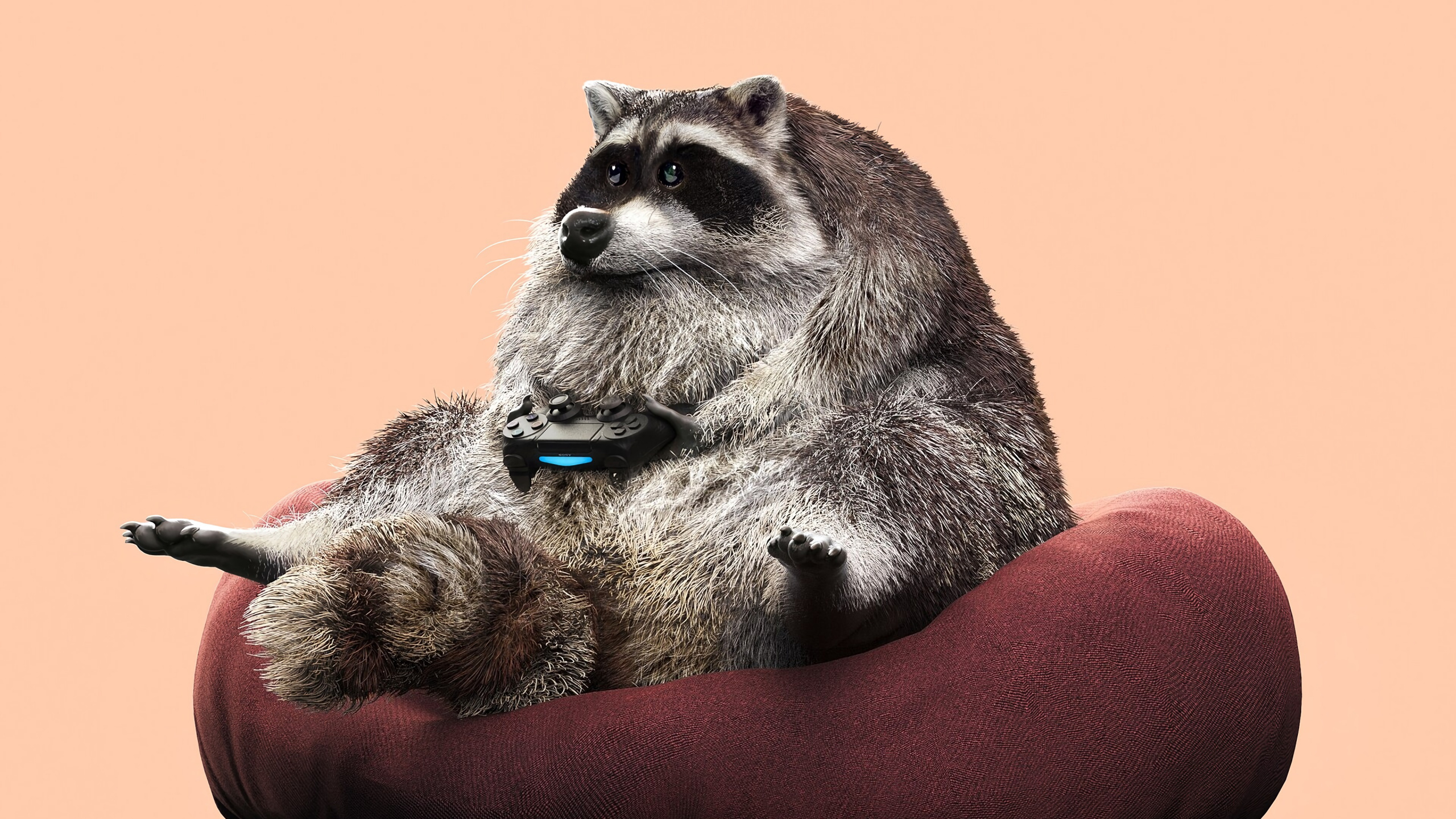 Chien de Petite Taille à Poil Long Gris et Blanc Sur Coussin Rouge. Wallpaper in 2560x1440 Resolution