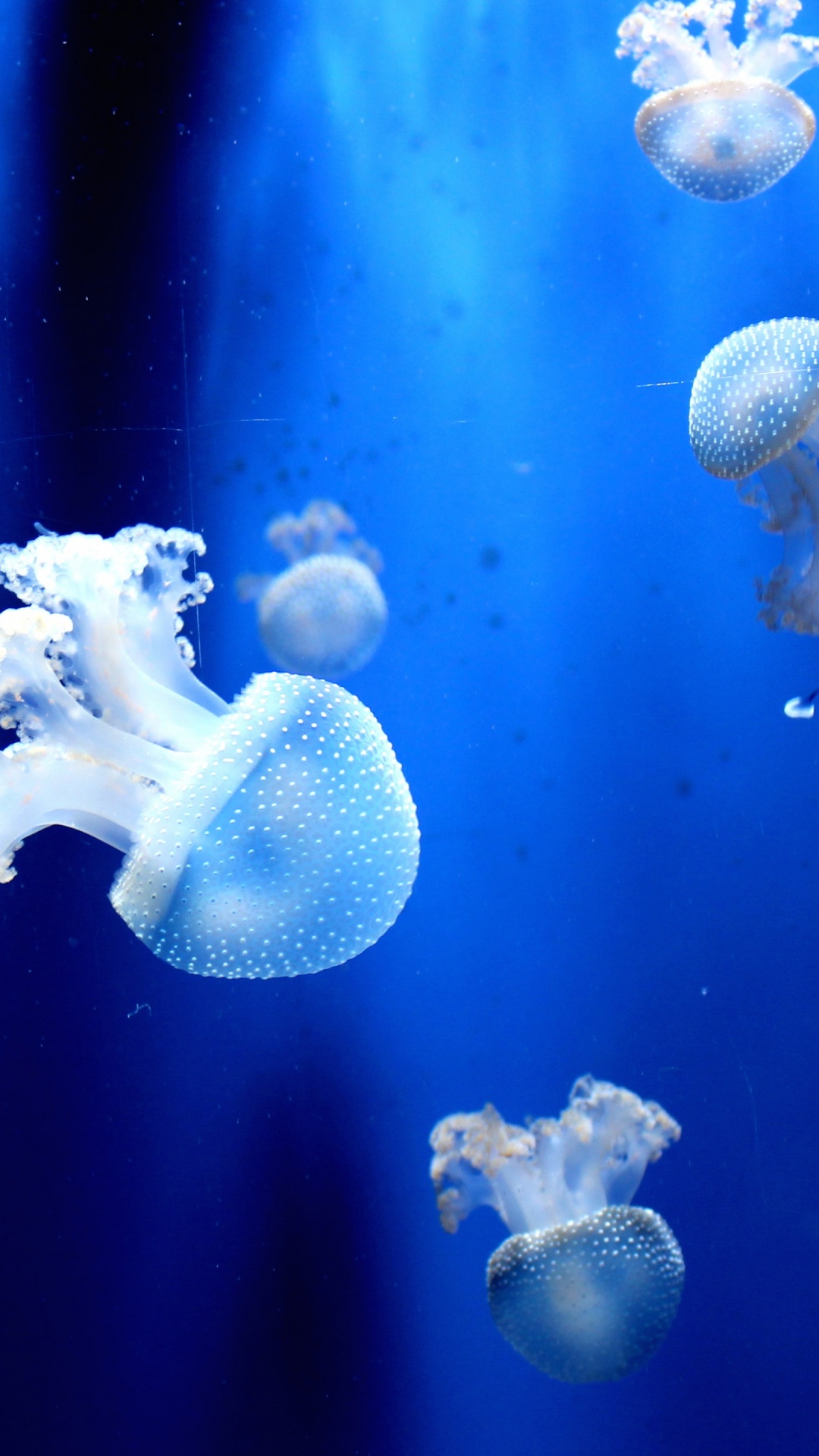 White Jellyfish in Blue Water. Wallpaper in 1080x1920 Resolution