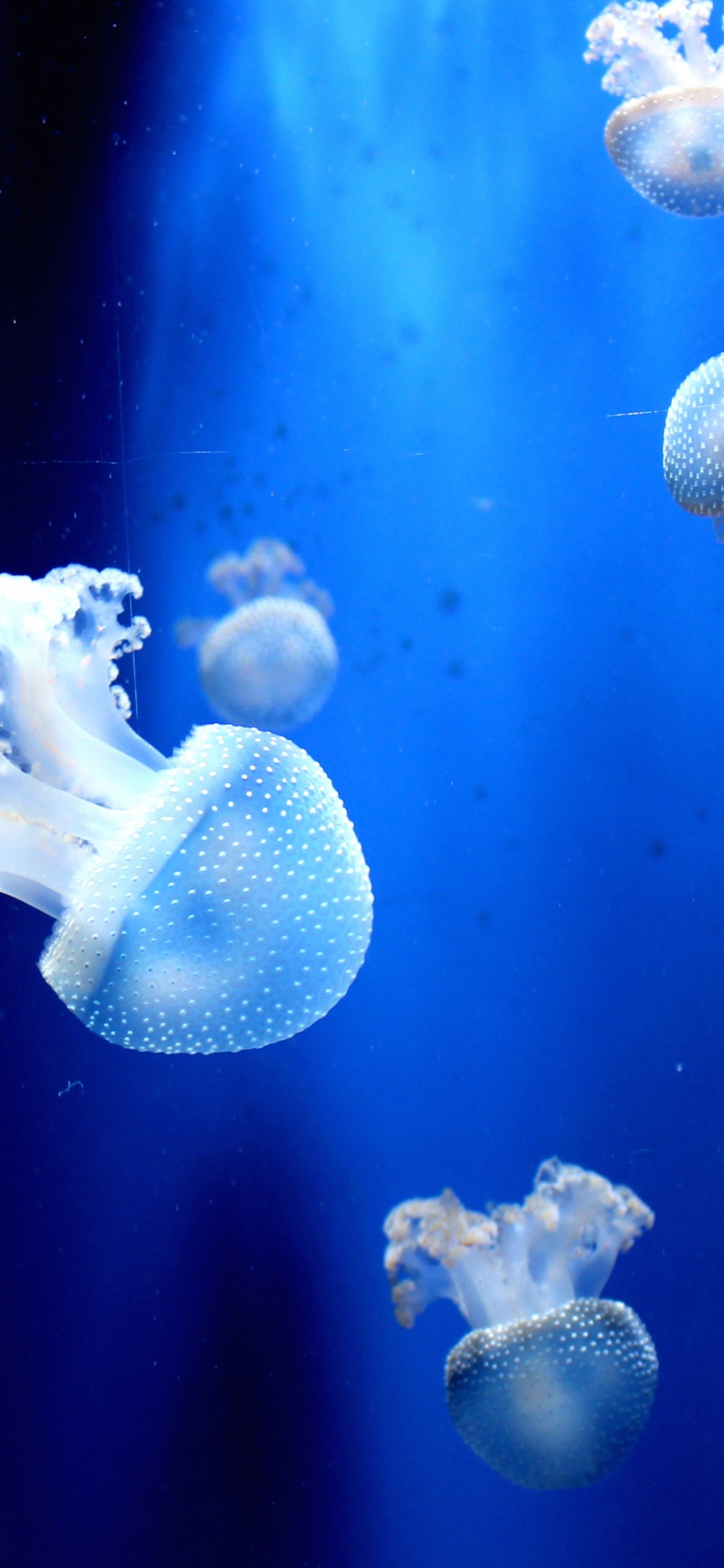 White Jellyfish in Blue Water. Wallpaper in 1125x2436 Resolution