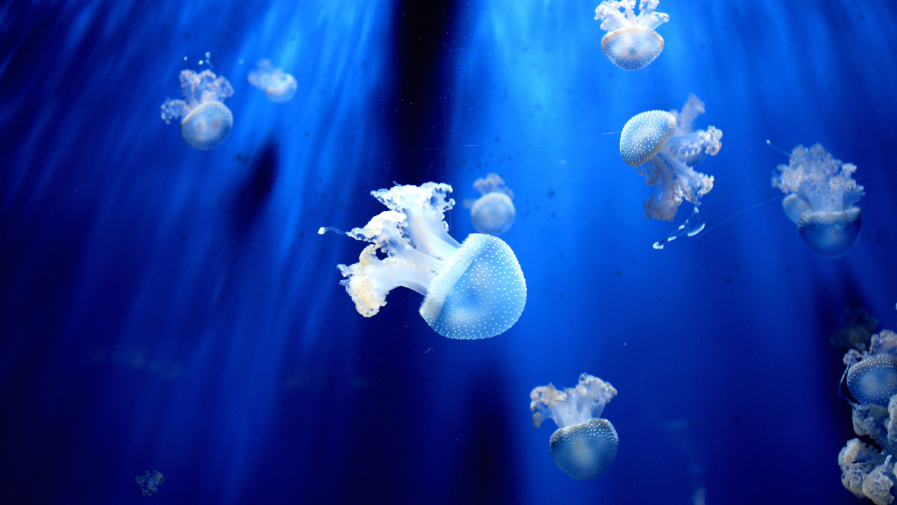 White Jellyfish in Blue Water. Wallpaper in 1280x720 Resolution