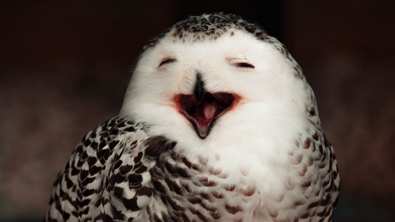 White and Black Owl on Brown Wooden Surface. Wallpaper in 1280x720 Resolution