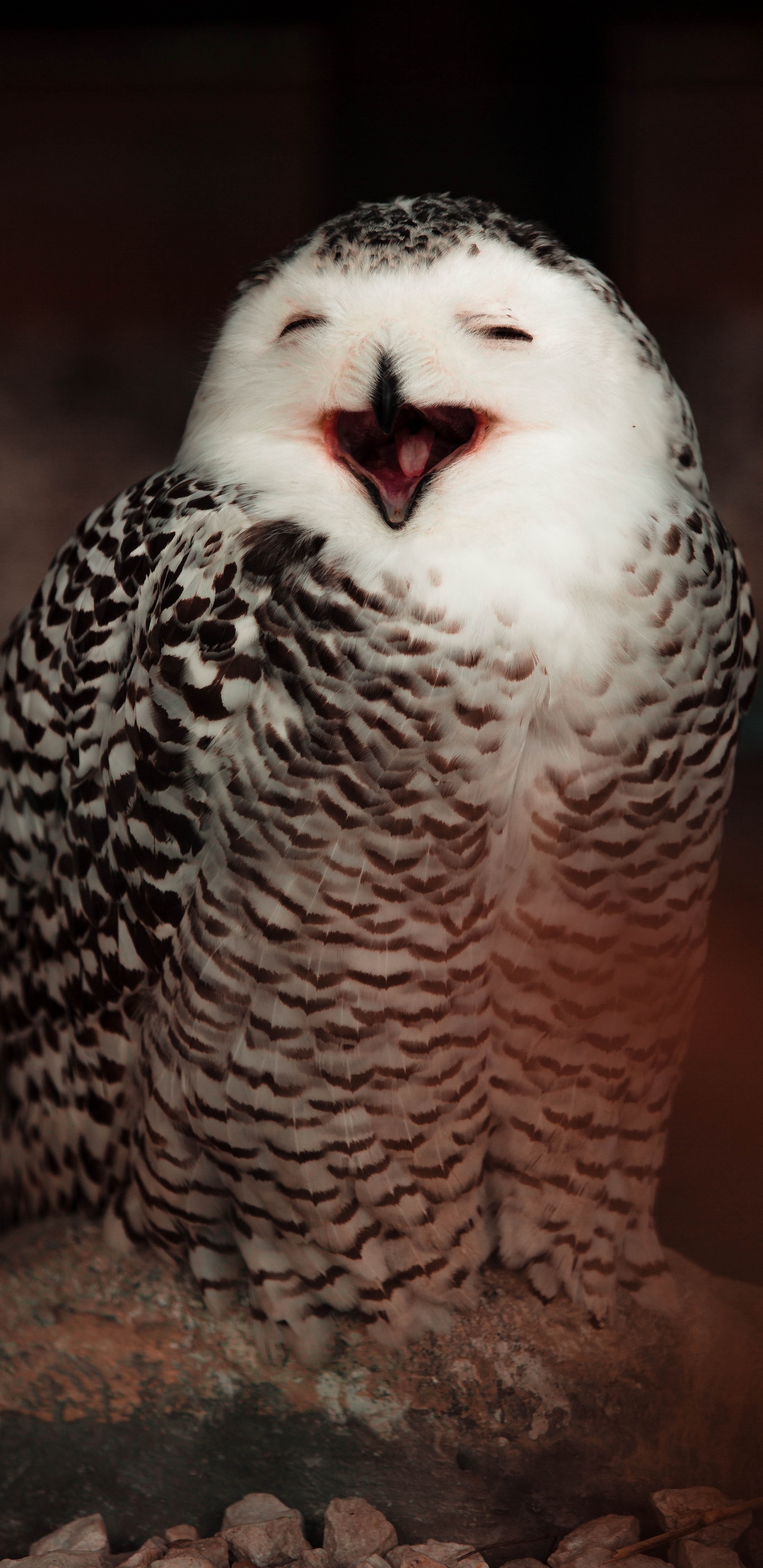 White and Black Owl on Brown Wooden Surface. Wallpaper in 1440x2960 Resolution